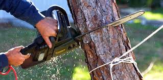 Best Arborist Consultation Services  in South Sarasota, FL