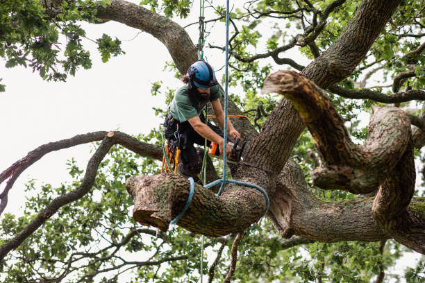 Best Tree Cabling and Bracing  in South Sarasota, FL