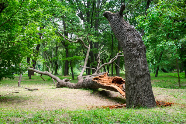 Best Tree Trimming and Pruning  in South Sarasota, FL