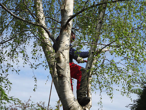  South Sarasota, FL Tree Care Pros