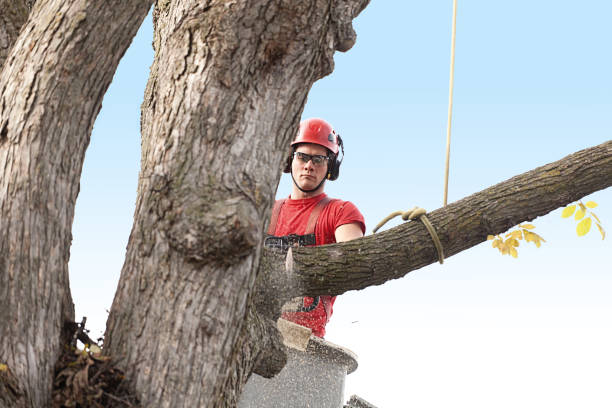 Best Hedge Trimming  in South Sarasota, FL